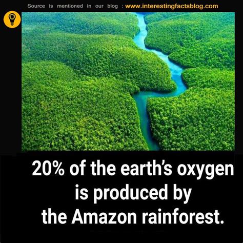 3 Facts About Amazon Rainforest Rainforest Animal