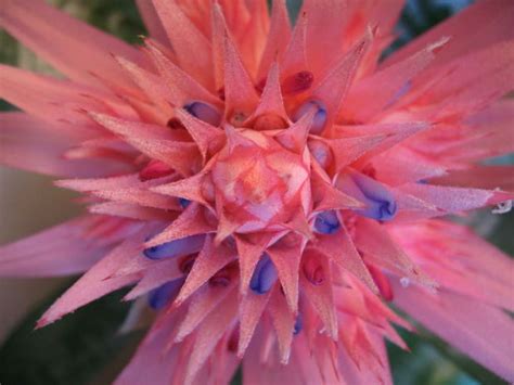 Flowers in the amazon rainforest make up the largest biodiversity component of the entire forest. Bromeliad - Ecorazzi | Rainforest plants, Plants, Amazon ...