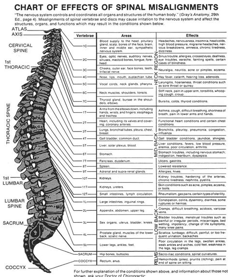 Spinal Chart Cold Spring Chiro