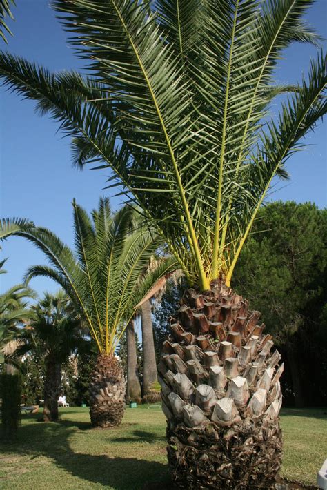 Pineapple Palm Trees By Okamifire On Deviantart