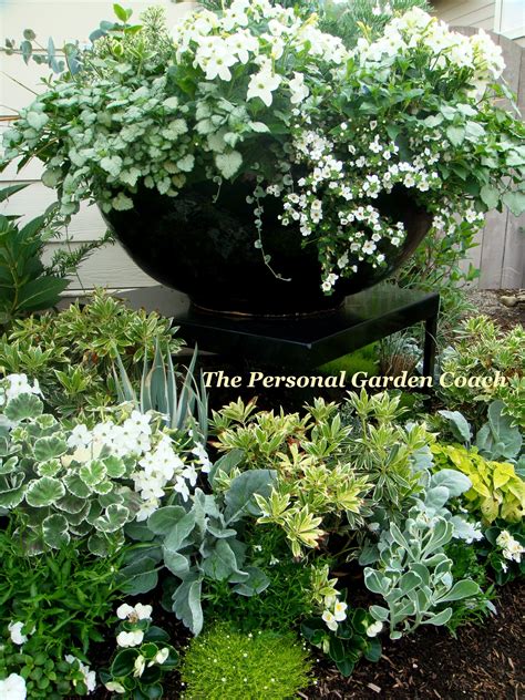 Doing This For My Front Entrywhite Flowers Silver Foliage In Black