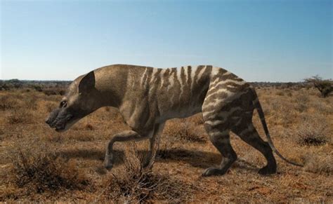 Hyaenodon řád Creodonta čeleď Hyaenodontidae Prehistoric Animals