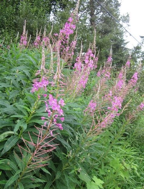 Fireweed — Wild Foods And Medicines