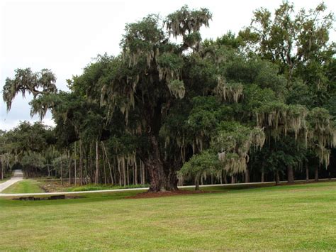 The Simmons Saga Drayton Hall Plantation Charleston Sc