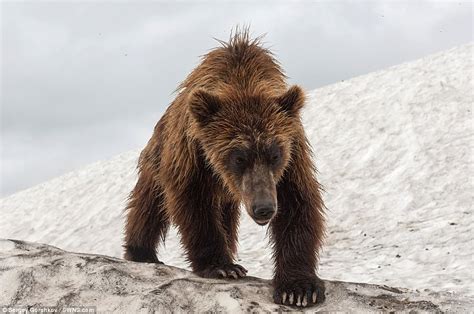 Photographer Captures Majestic Brown Bears In East Russia Daily Mail