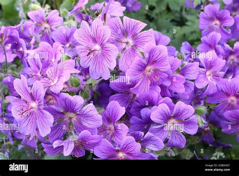Geranium X Magnificum Purple Cranesbill Mass Of Violet Flowers With