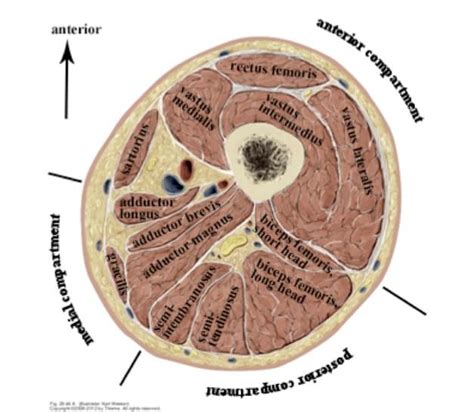 Together, these findings are consistent with the observation that gender differences in lower body strength (∼30%) are smaller than those observed for upper body strength (∼50%) ( 31 , 33 ). Human Anatomy Winter 2013 > Lyons > Flashcards > 1 Anterior and Medial Thigh | StudyBlue