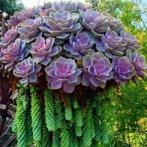 Pin by Peggy Swartz on succulents and cacti | Hanging succulents, Cacti