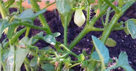 A Yellow Pear Heirloom Cherry Tomato On The Making Hope To See Many