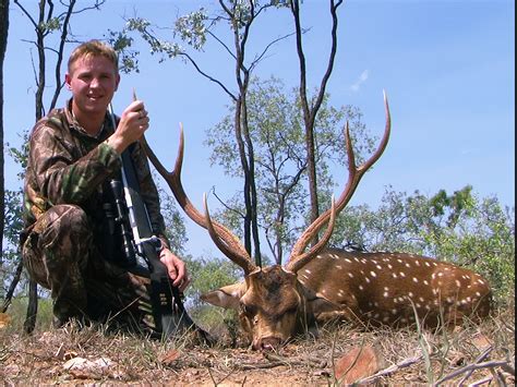 Queensland Deer Safaris Chital Stag Hunt Hunting Trips Australia