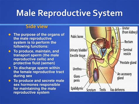 Ppt Human Reproductive System Powerpoint Presentation Free Download Id2287392