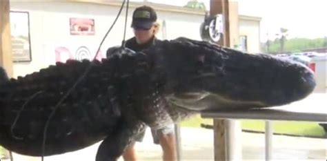 Hunters Catch And Kill Massive Gator In Florida
