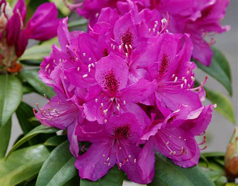 I dug out the rdp seedlings and grew them in my 2019 garden. Rhododendron 'Anah Kruschke' | Landscape Plants | Oregon ...