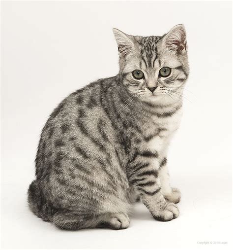 British short hair silver tabby kitten isolated on white background. Paddington. Male, 5 months old, silver tabby British ...
