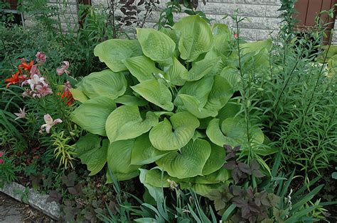 Sum And Substance Hosta Hosta Sum And Substance In