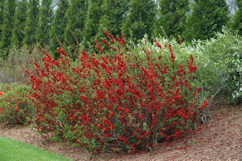 This cultivar has no thorns. chaenomeles_double_take_scarlet_dsc01622.jpg | Proven Winners