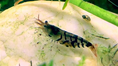 SUPER TIGER Shrimp Tank Update Caridina Mariae Shrimp Tigershrimp