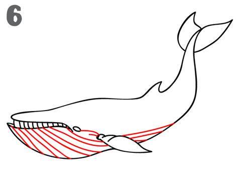 Contour the blue whale, trying to vary the thickness and darkness of the line. How To Draw a Blue Whale - Step-by-Step | Whale drawing ...
