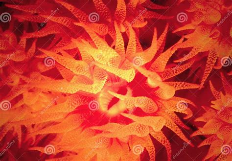 Orange Cup Coral Stock Photo Image Of Corals Marine Underwater 27502