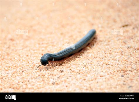 A Millipede Crossing A Dirt Road In A South African Game Reserve Stock