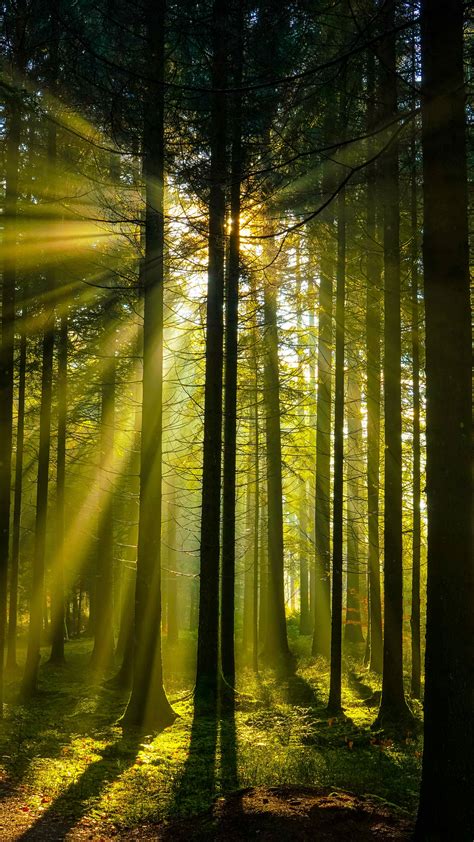 Download Wallpaper 2160x3840 Trees Forest Sunlight Landscape Samsung
