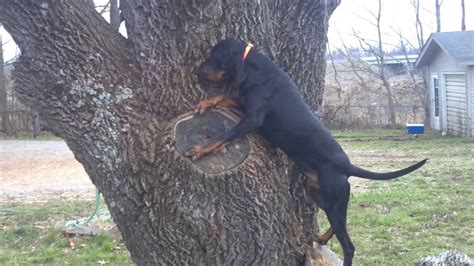 Tree Climbing Coonhound 1 Youtube