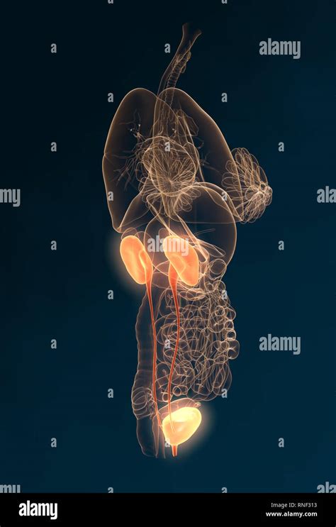 Anatomía Del Sistema Urinario Fotografías E Imágenes De Alta Resolución