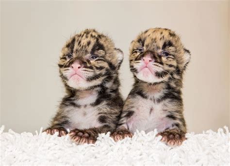 Two Clouded Leopards Born At Nashville Zoo Zooborns
