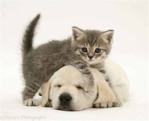 Kittens And Puppies Desktop Free Desktop Cute Puppies And Kittens