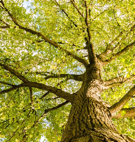 The Benefits Of Big Trees Salisbury Greenhouse Blog