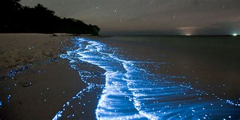 Maybe you would like to learn more about one of these? Bioluminescence In The Maldives | How To See The Sea Sparkle