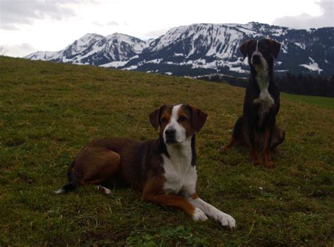 Österreichischer pinscher welpen bewerten sie diese rasse bewertungen: Österreichischer Pinscher/Austrian Pinscher. | Entlebucher ...