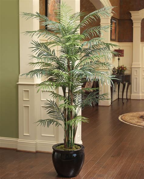 7 Reed Palm Silk Tree Palm Indoor Indoor Palm Trees Palm Indoor Plant