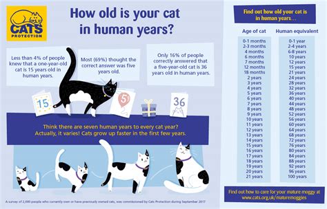 According to popular legend, one human year is the equivalent of seven 'cat years'. Meow! Blog | Cats Protection: Mature Moggies Week: What is ...