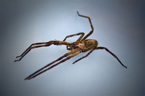 Scary Spiders That Are Harmless