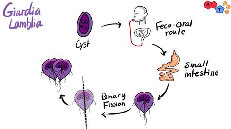 parasites protozoa classification structure life cycle youtube