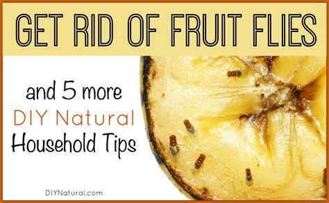 How to get rid of fruit flies 5 easy diy fly traps kill. Get Rid of Fruit Flies and 5 More DIY Natural Home Solutions