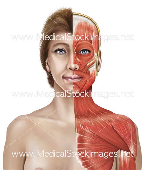 Anatomy Of Female Chest Area The Abdomen Human Anatomy Picture