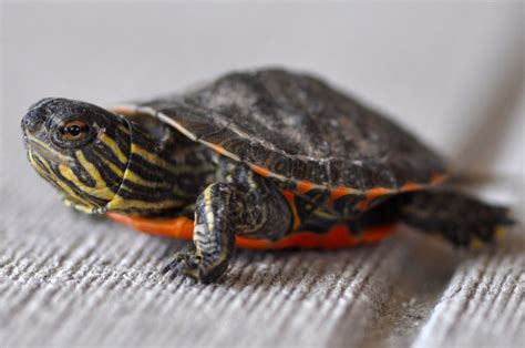 Baby painted turtle at eastern massachusetts national wildlife refuge complex. Interesting Facts About the Beautifully Colored Painted ...