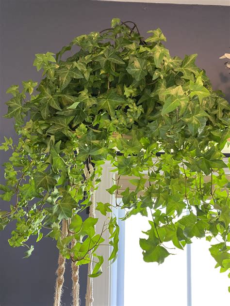 Garland Ivy Hedera Helix Indoor Plant Care Indoor Plants Ivy Plants