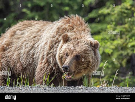 Large Grizzly Bear Eats Wildflowers Along The Klondike Highway In