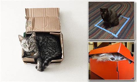Animal Behavior Expert Reveals Why Cats Cant Resist A Cardboard Box