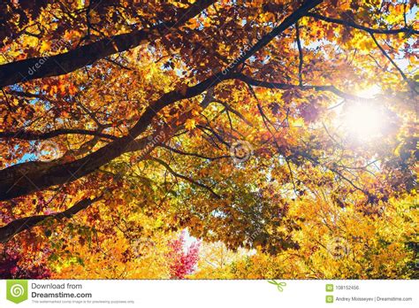 Beautiful Peaceful Autumn Scene In Mount Lofty Stock Photo Image Of
