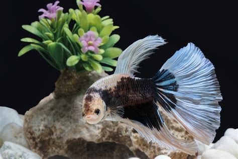 Betta Fish Care 101 The Ultimate Beginners Guide