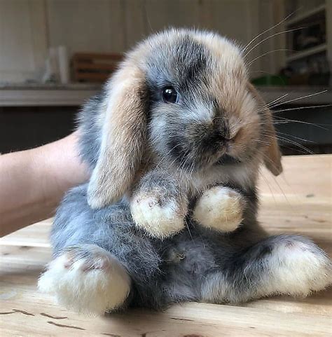 Baby Animals Dwarf Rabbit Pet Rabbit Care