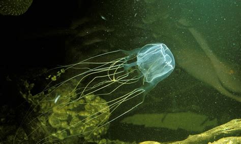 Unveiling The Secrets Of The Irukandji Jellyfish The Worlds Most