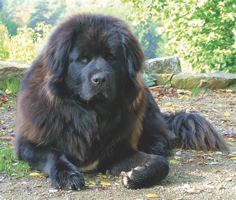 Tibetan Mastiff Dog Black