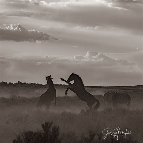 Black And White Wild Stallions Fighting Mccullough Peaks Wyoming