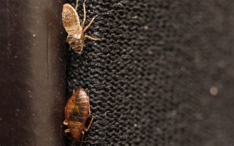 Is Bed Bug Visible Pest Phobia