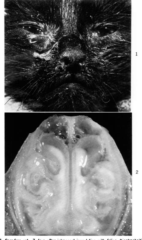 Table 2 From Experimental Feline Viral Rhinotracheitis In The Germfree